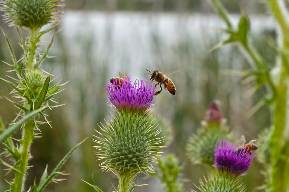 Caring for Purple Weed Flowers ?, how to overcome Pests and sisease of Purple Weed Flowers